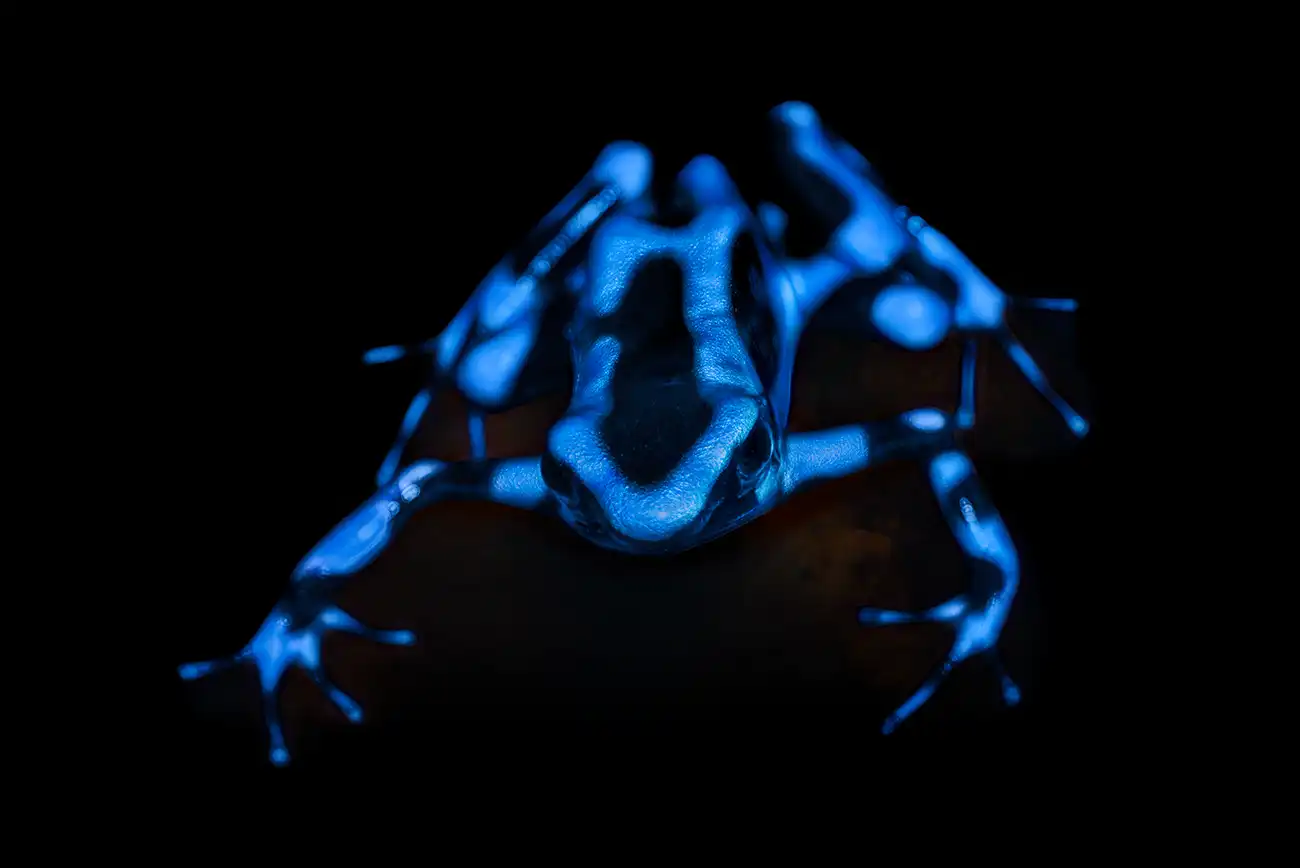Fine-art portrait of Blue poison dart frog