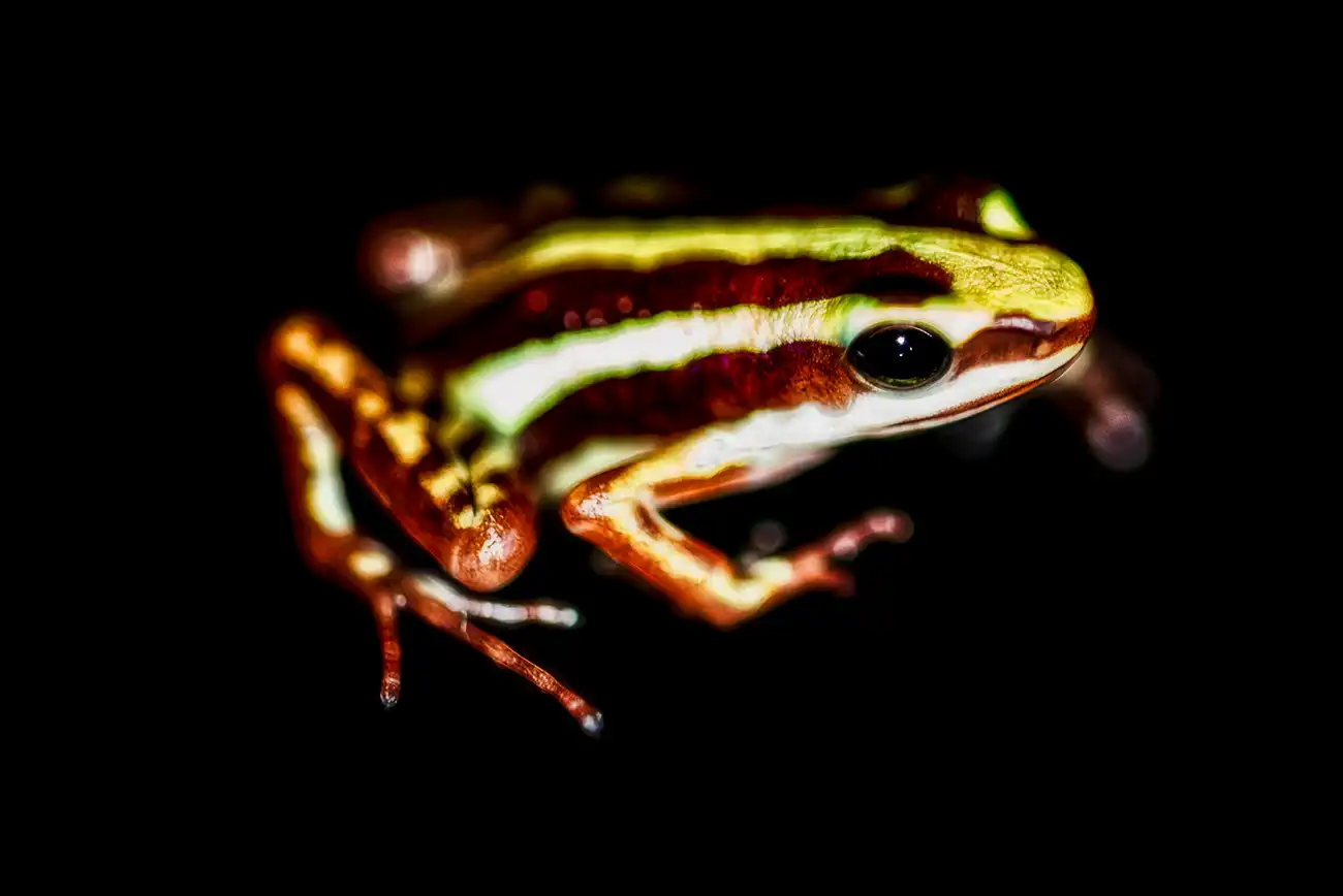 Fine-art portrait of Anthony's poison dart frog