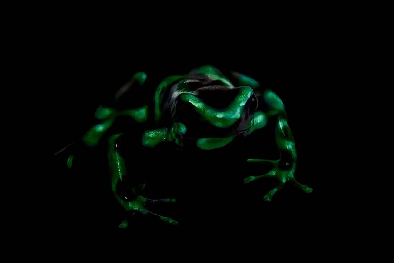 Fine-art portrait of Green-and-black poison frog