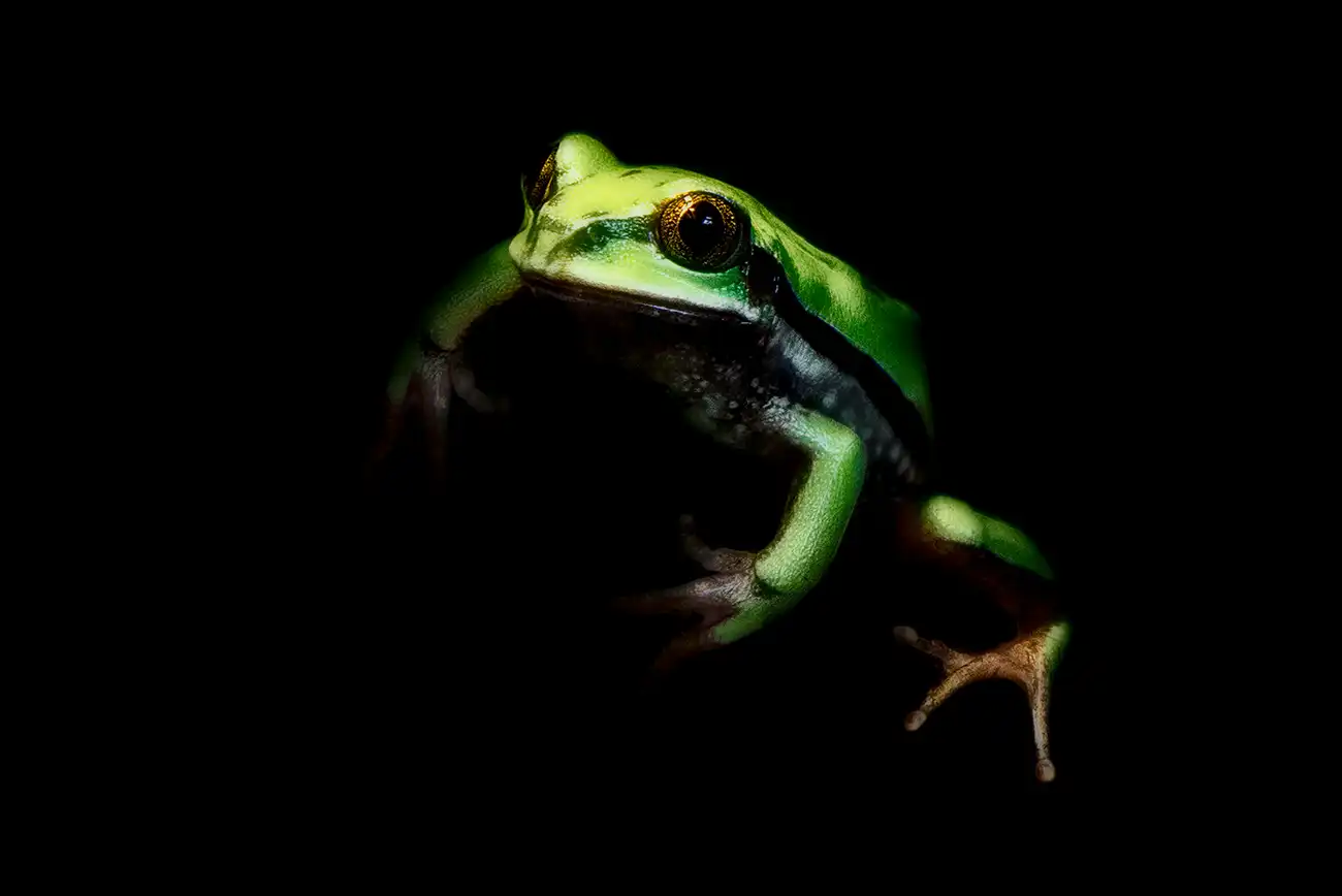 Fine-art portrait of Big-eyed forest tree frog