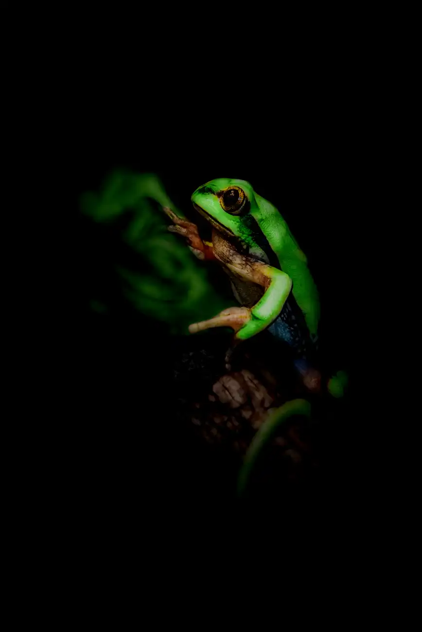 Fine-art portrait of Big-eyed forest tree frog