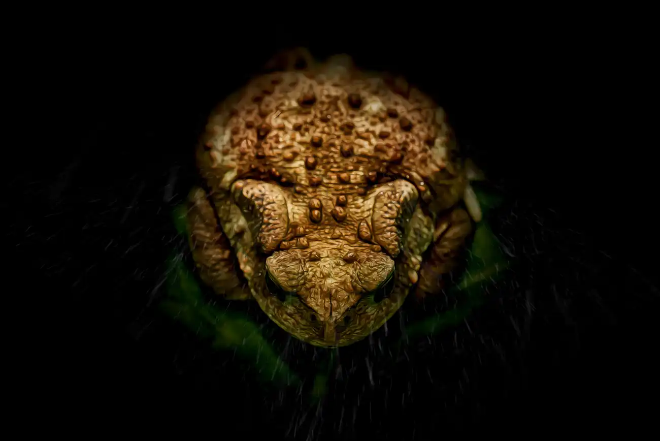 Fine-art portrait of Common toad