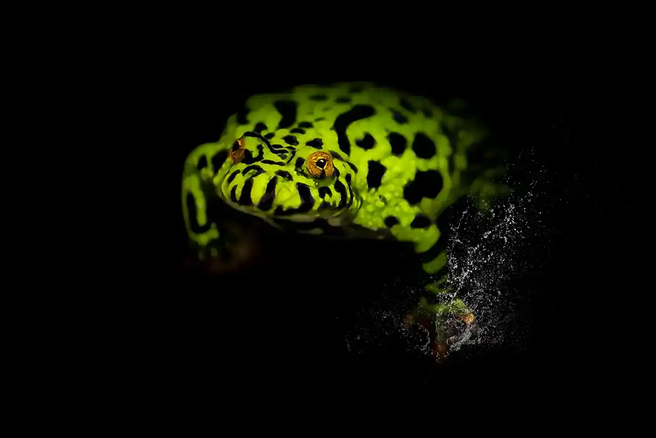 Fine-art portrait of Oriental fire-bellied toad