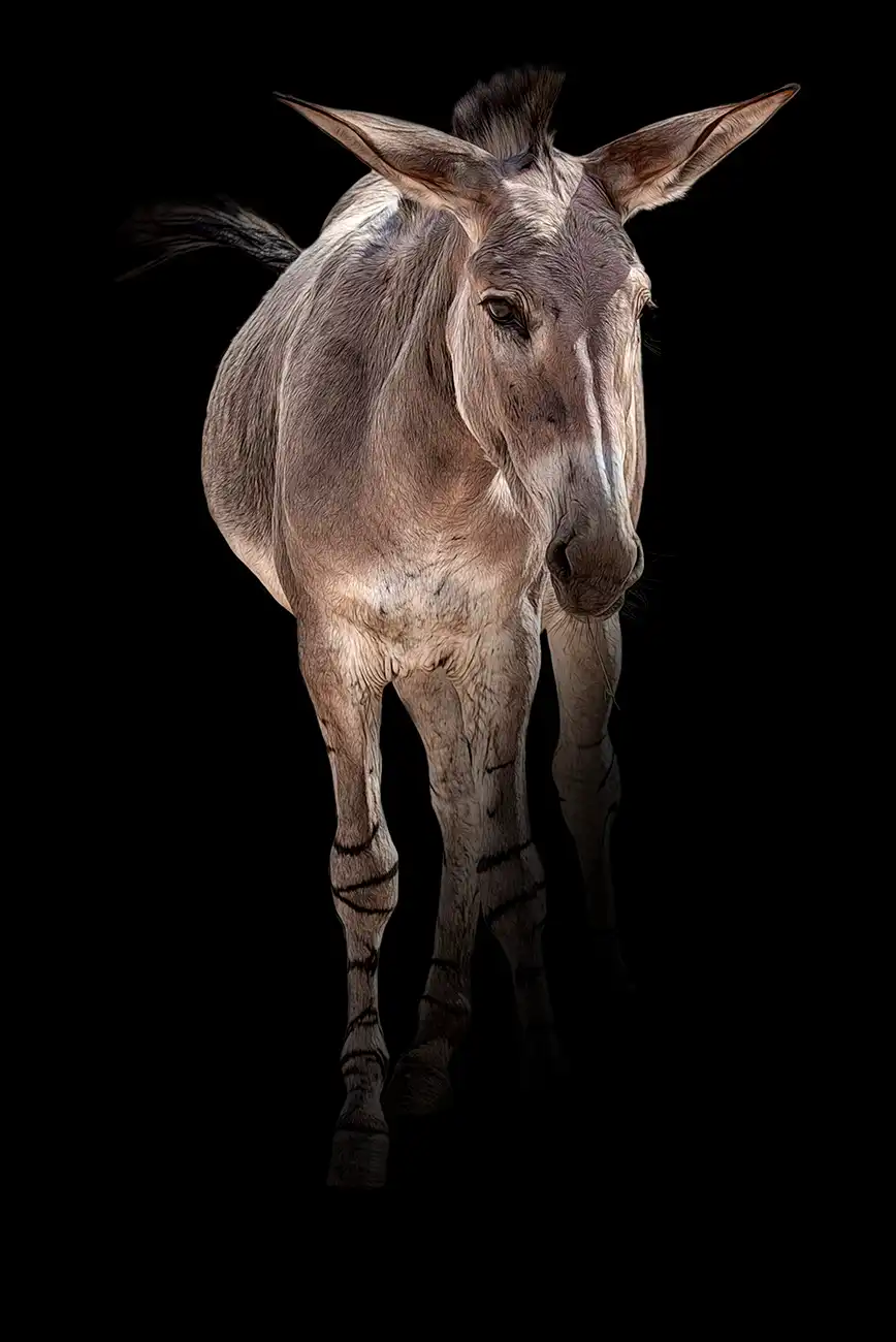 Fine-art portrait of Somali wild ass