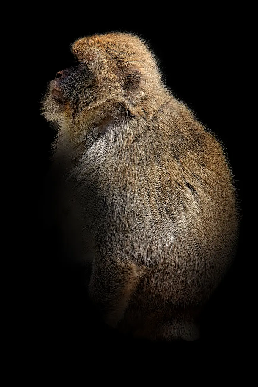 Fine-art portrait of Barbary macaque