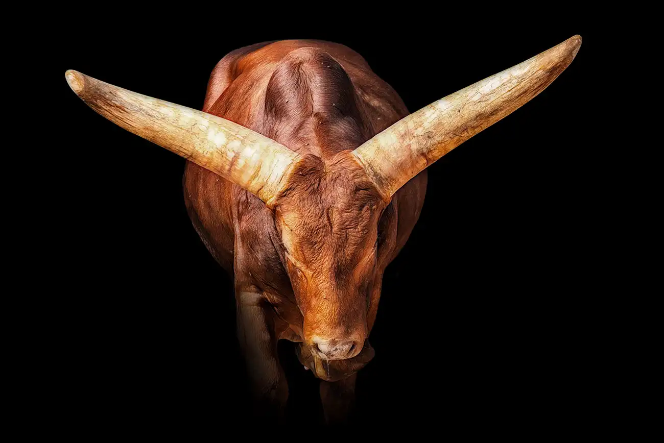 Fine-art portrait of Ankole-Watusi