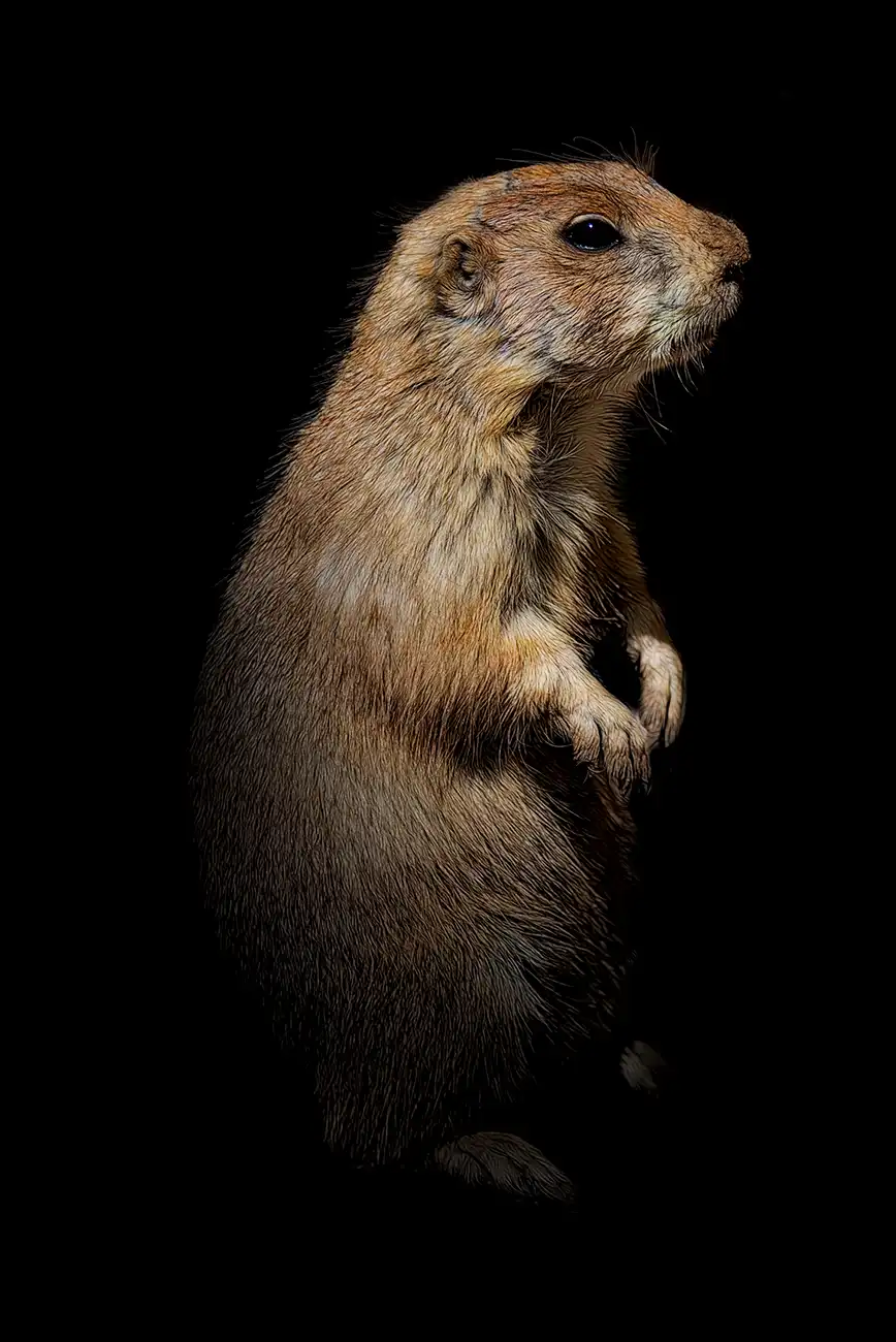 Fine-art portrait of Prairie dog