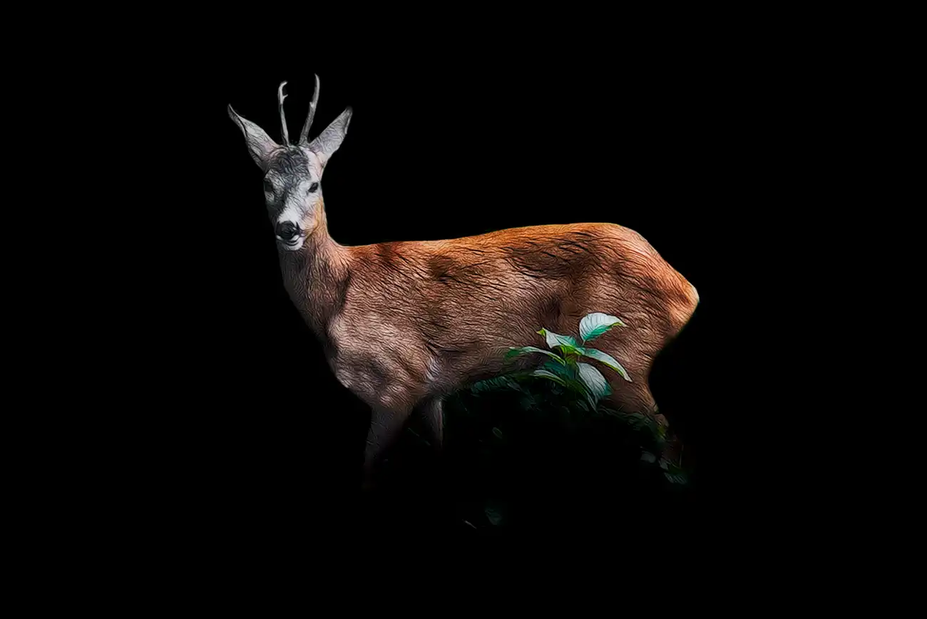 Fine-art portrait of Roe deer