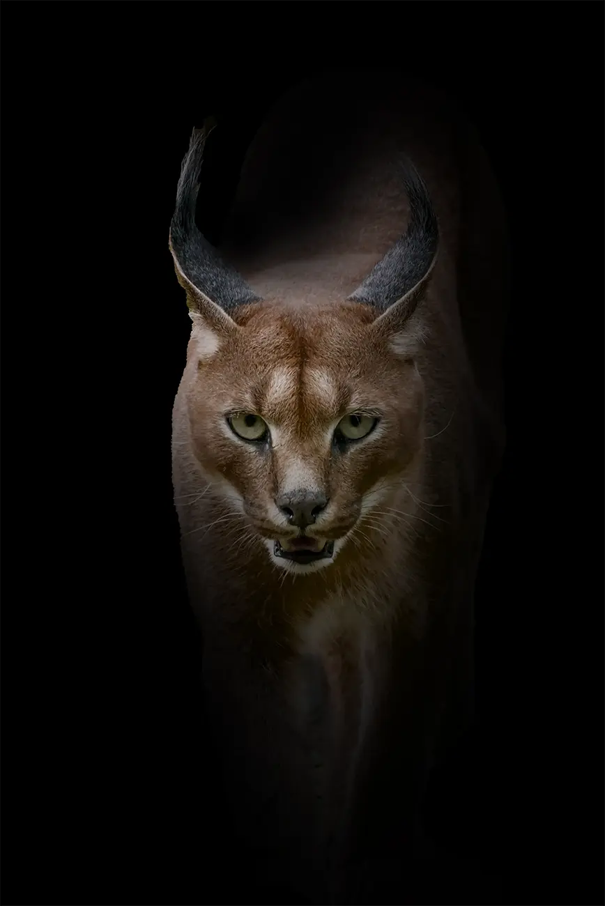 Fine-art portrait of Caracal