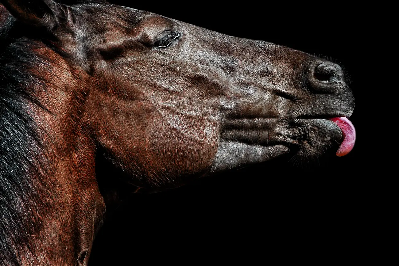 Fine-art portrait of Horse