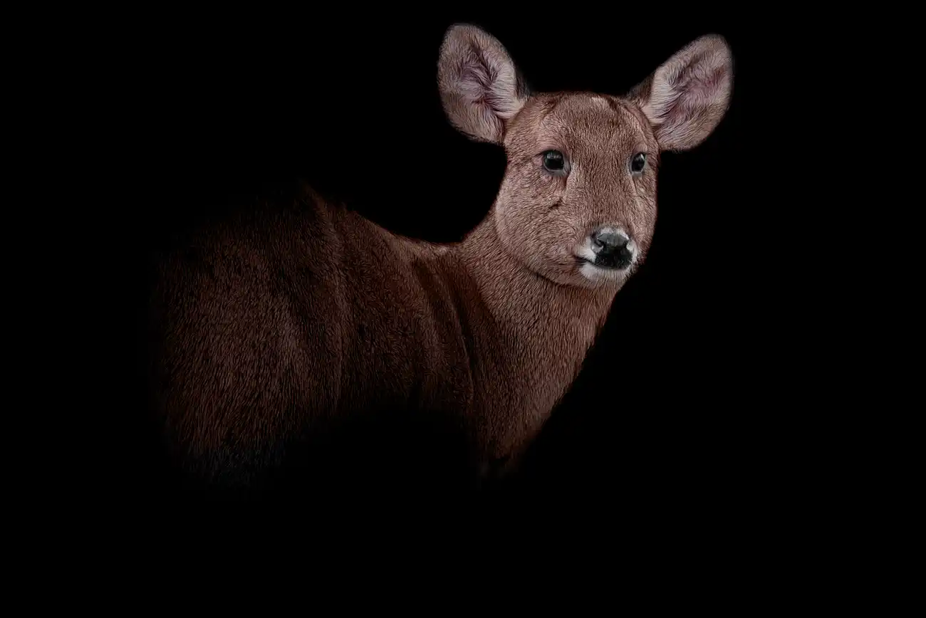 Fine-art portrait of Hog deer