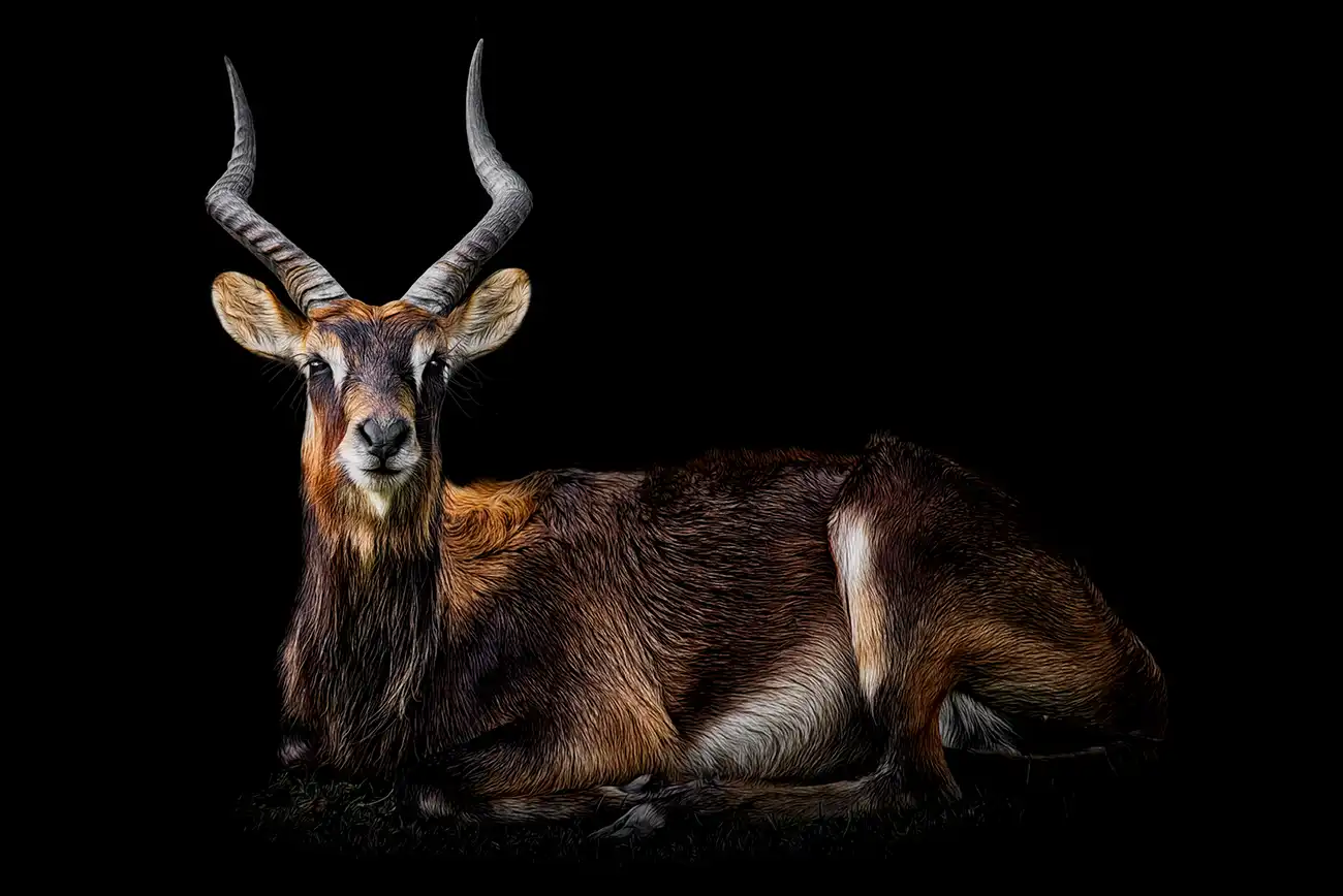 Fine-art portrait of Waterbuck
