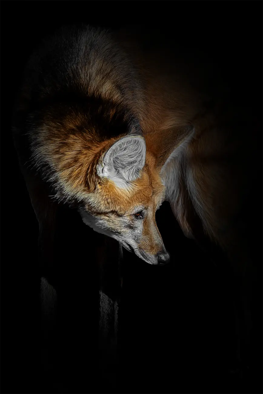 Fine-art portrait of Maned wolf