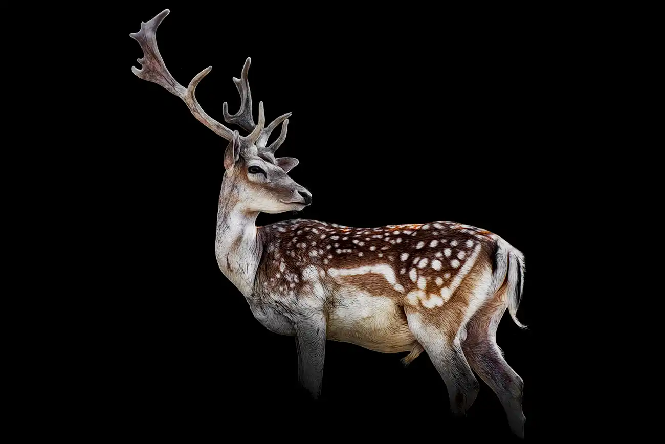 Fine-art portrait of Fallow deer