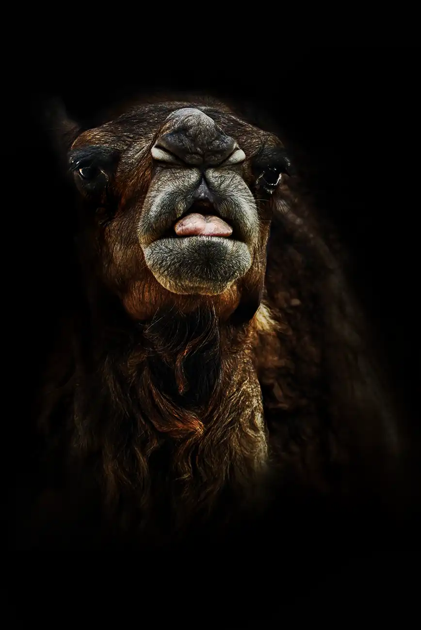 Fine-art portrait of Dromedary