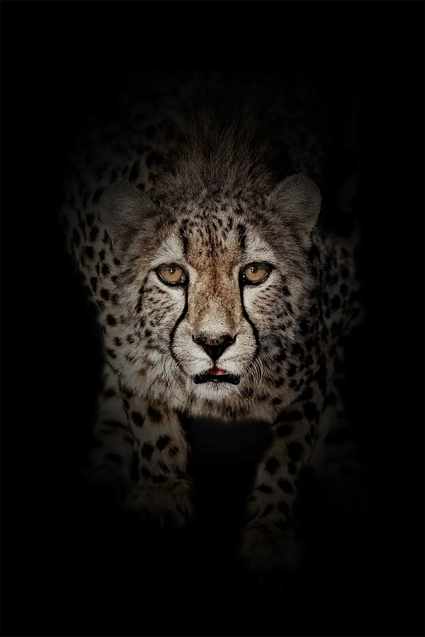 Fine-art portrait of Cheetah