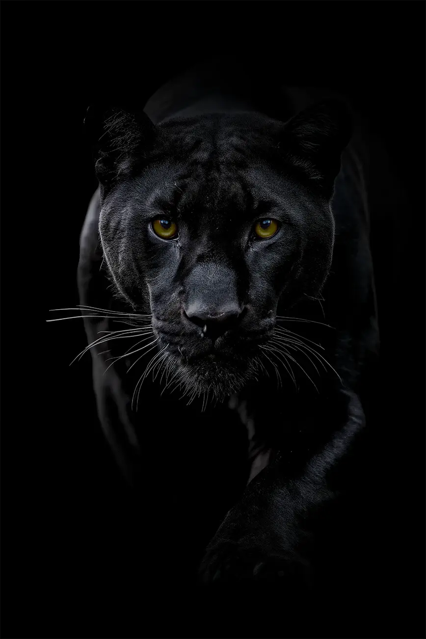 Fine-art portrait of Black jaguar