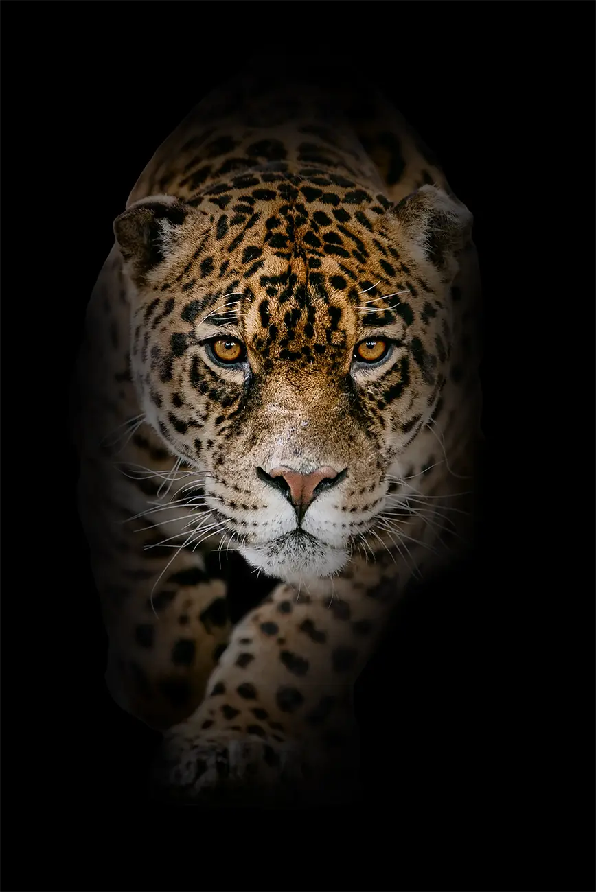 Fine-art portrait of Jaguar