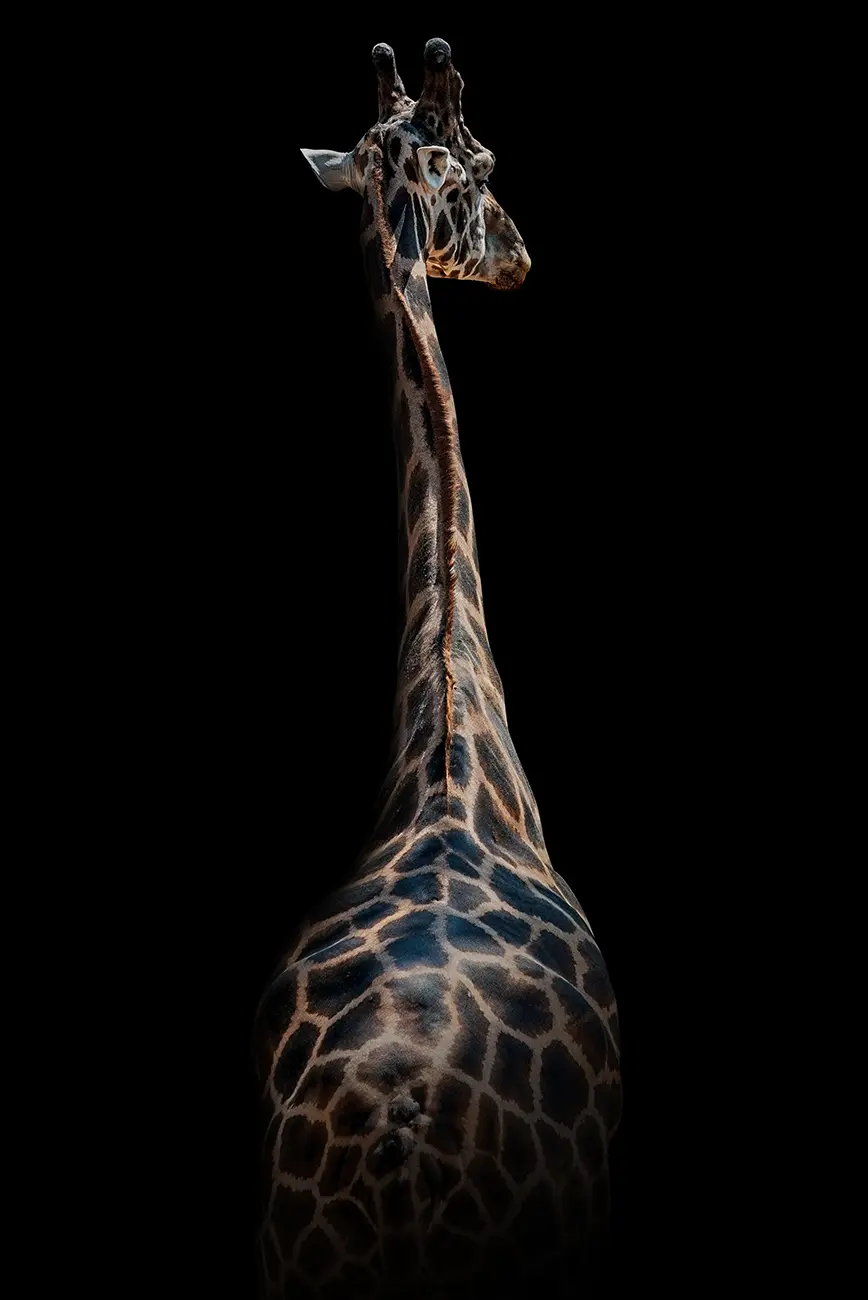 Fine-art portrait of Giraffe