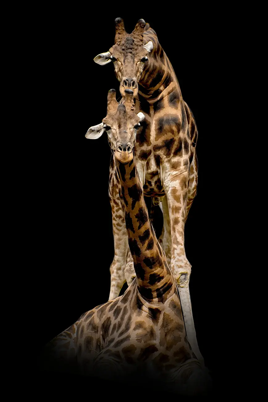 Fine-art portrait of Giraffe