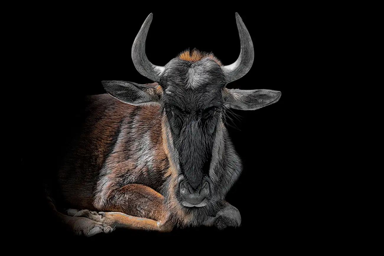 Ritratto fine art di Gnu striato