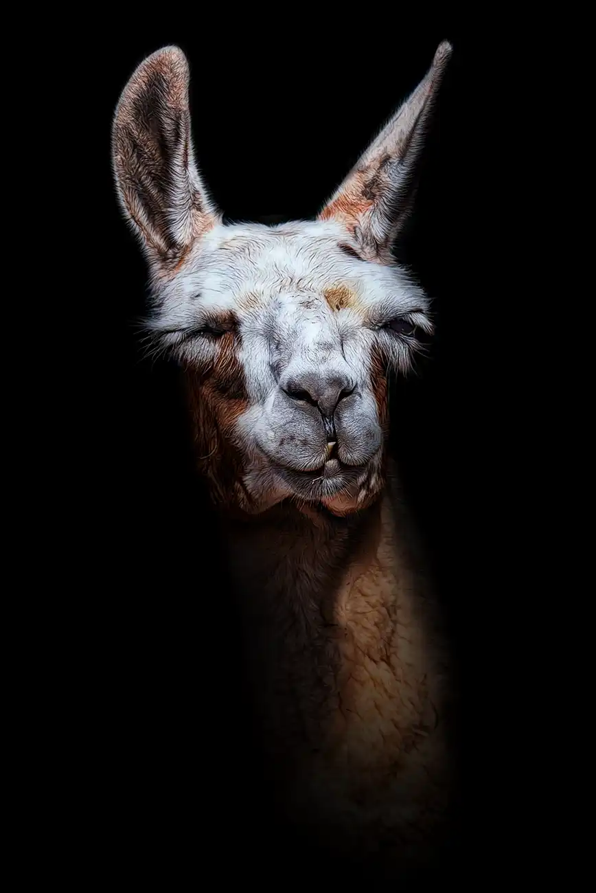 Fine-art portrait of Guanaco