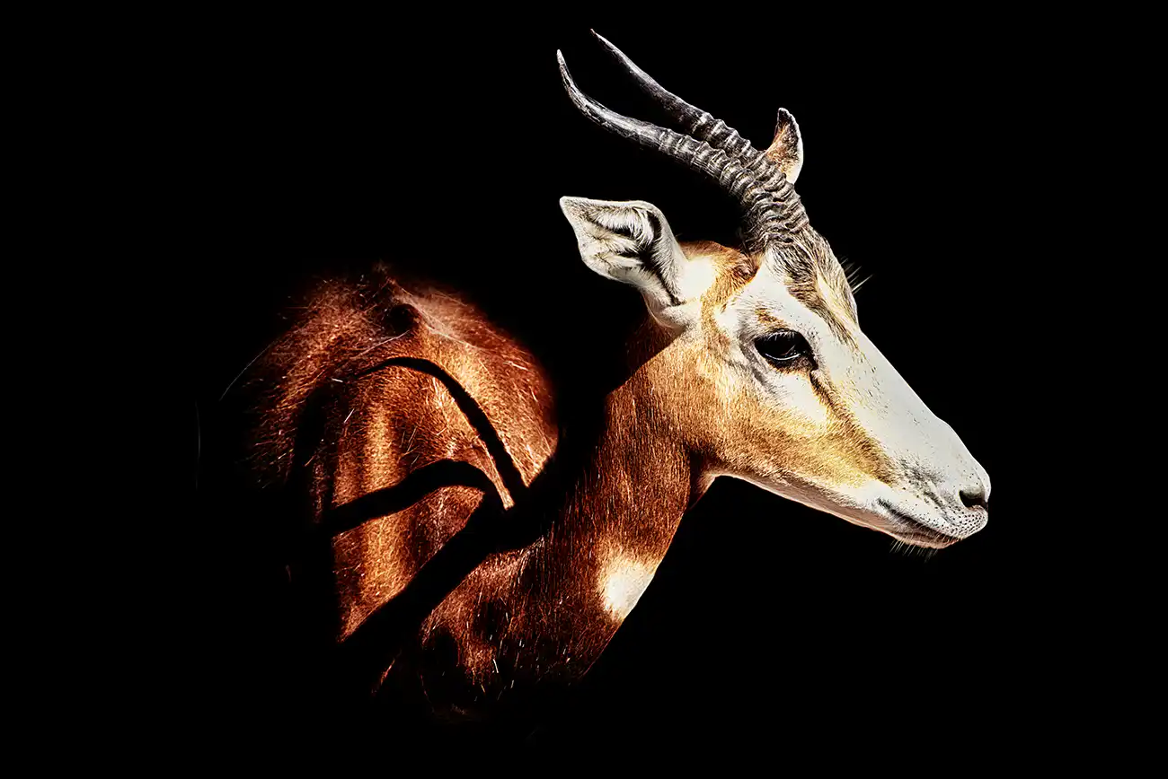 Fine-art portrait of Impala