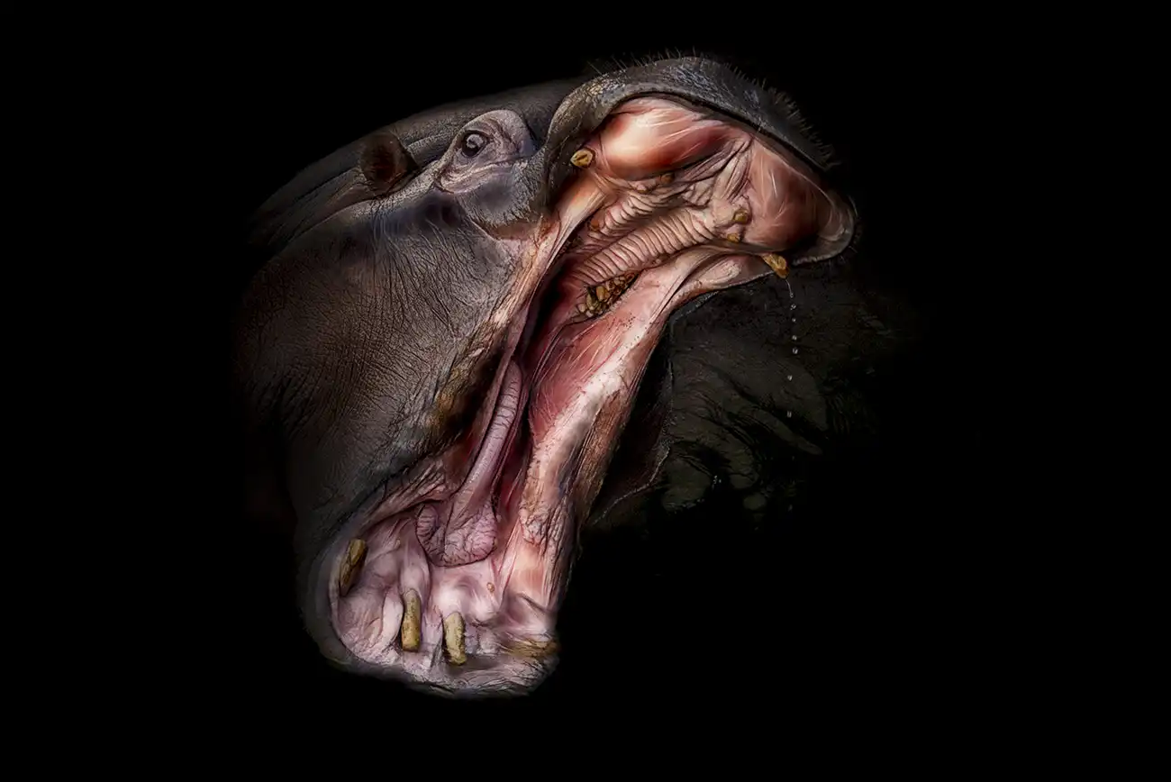Fine-art portrait of Hippopotamus
