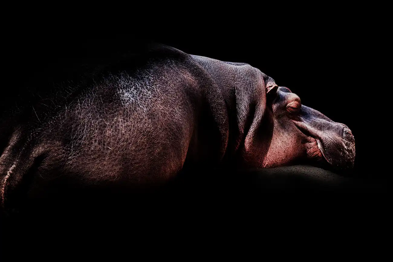 Fine-art portrait of Hippopotamus