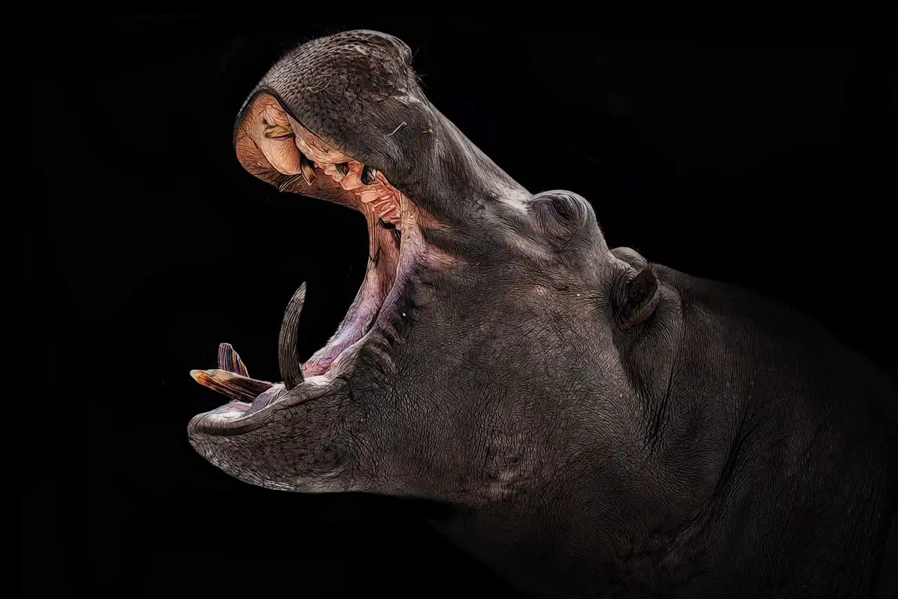 Fine-art portrait of Hippopotamus