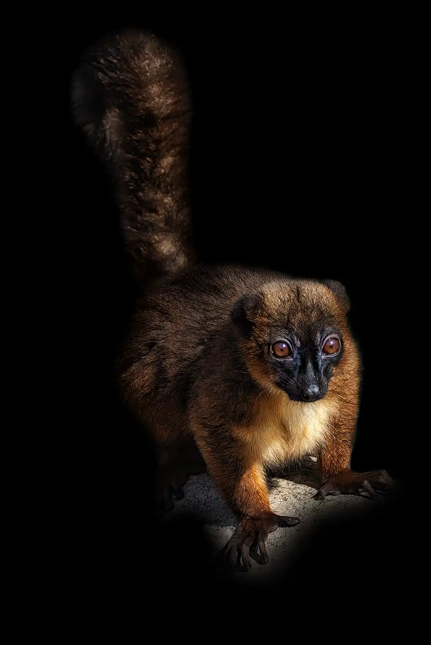 Fine-art portrait of Red-bellied lemur