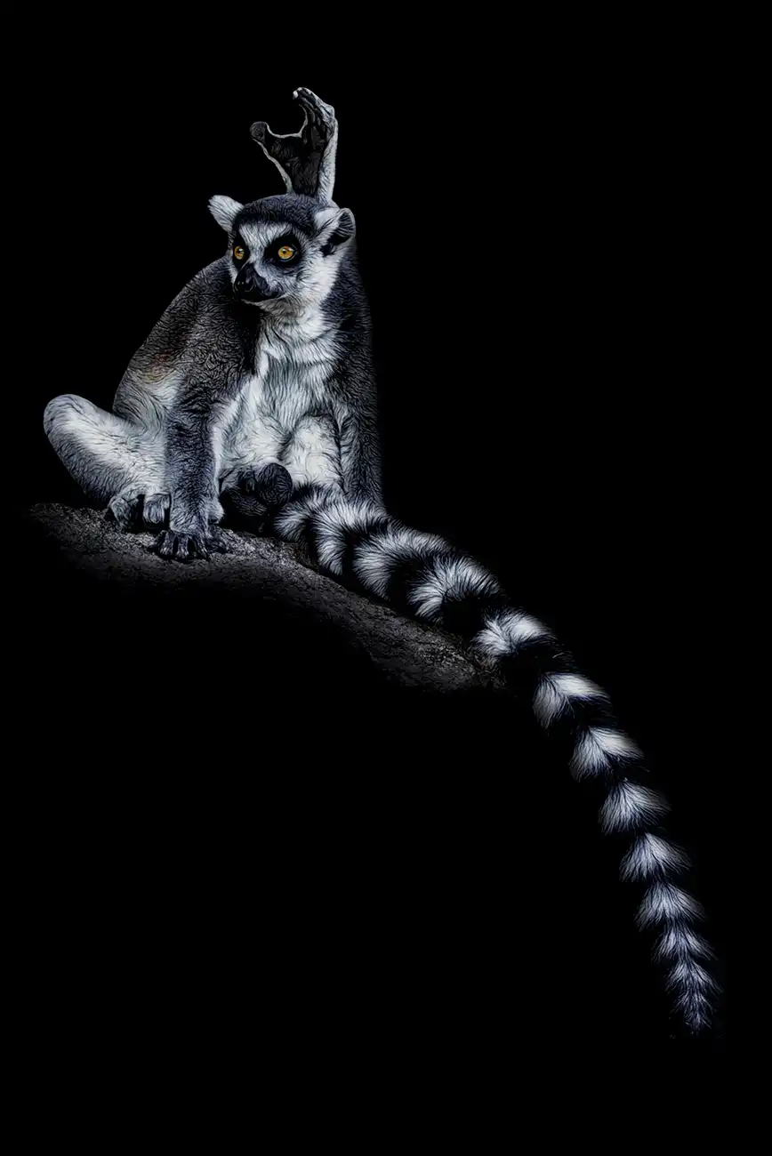 Fine-art portrait of Ring-tailed lemur