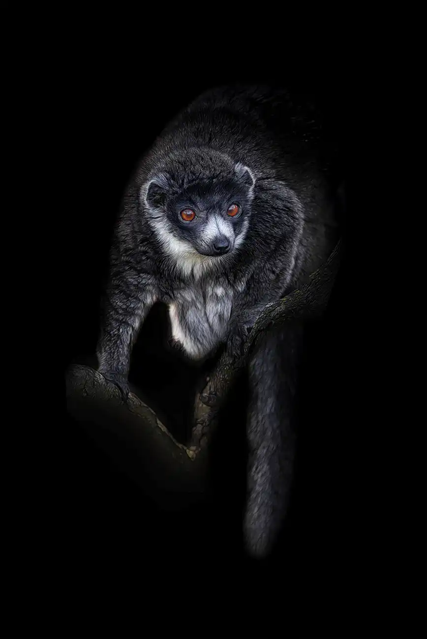 Fine-art portrait of Mongoose lemur