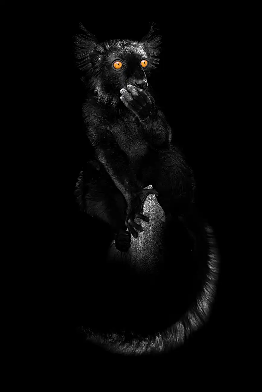 Fine-art portrait of Black lemur
