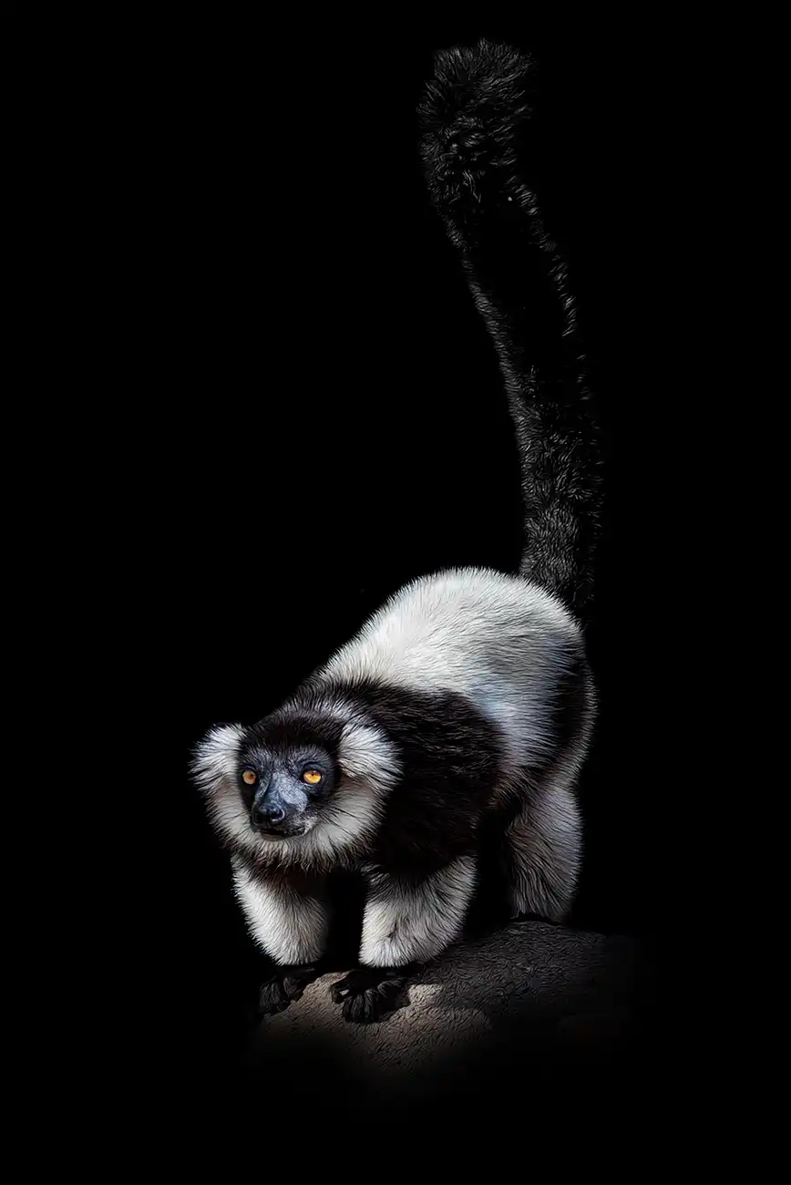 Fine-art portrait of Black-and-white ruffed lemur