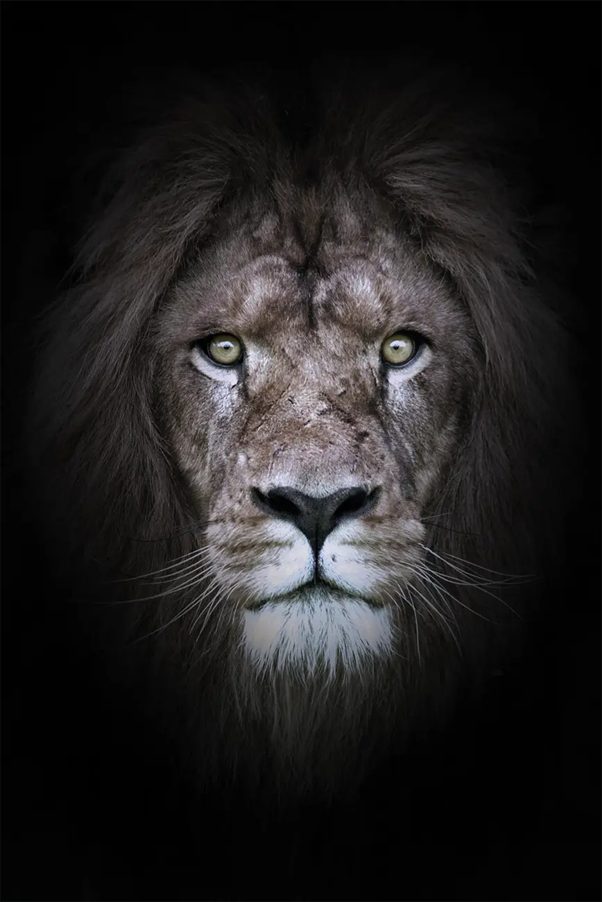 Fine-art portrait of Lion