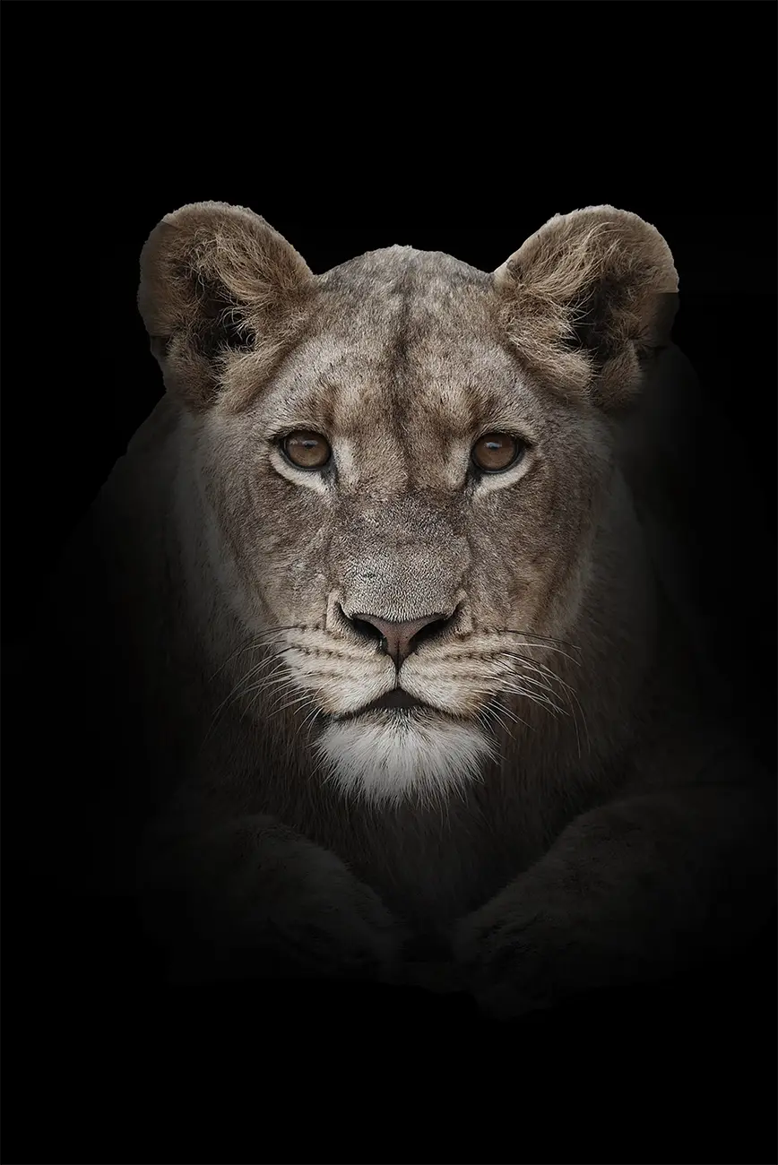 Fine-art portrait of Lioness