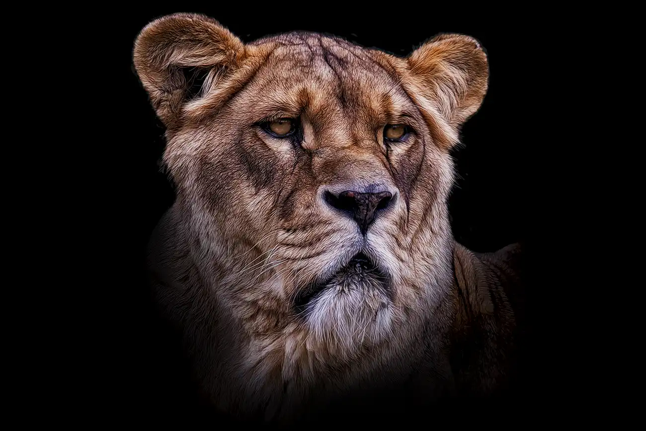 Fine-art portrait of Lioness