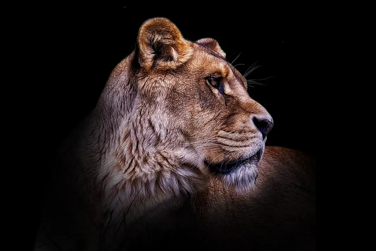 Fine-art portrait of Lioness