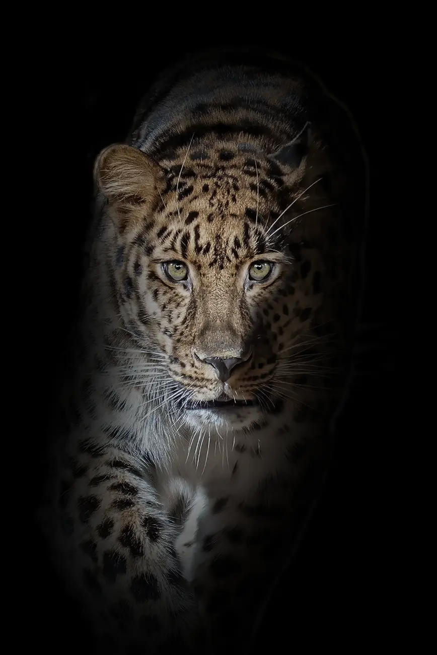 Fine-art portrait of Amur leopard