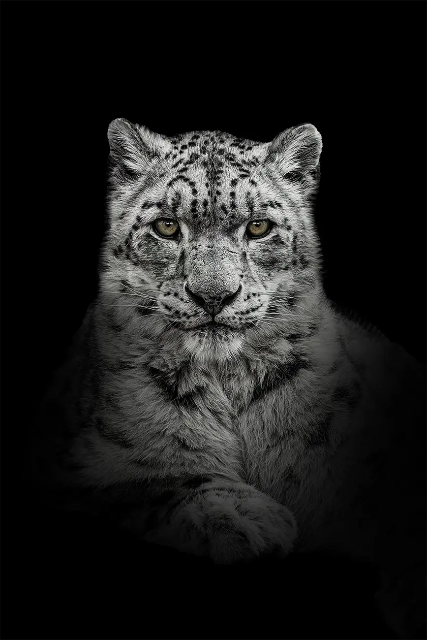 Fine-art portrait of Snow leopard