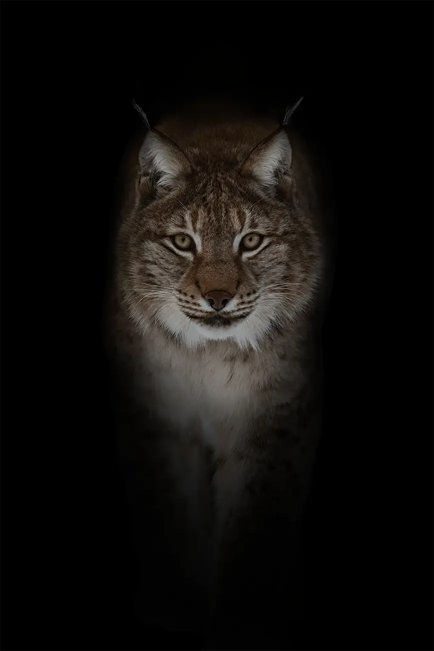 Fine-art portrait of Eurasian lynx
