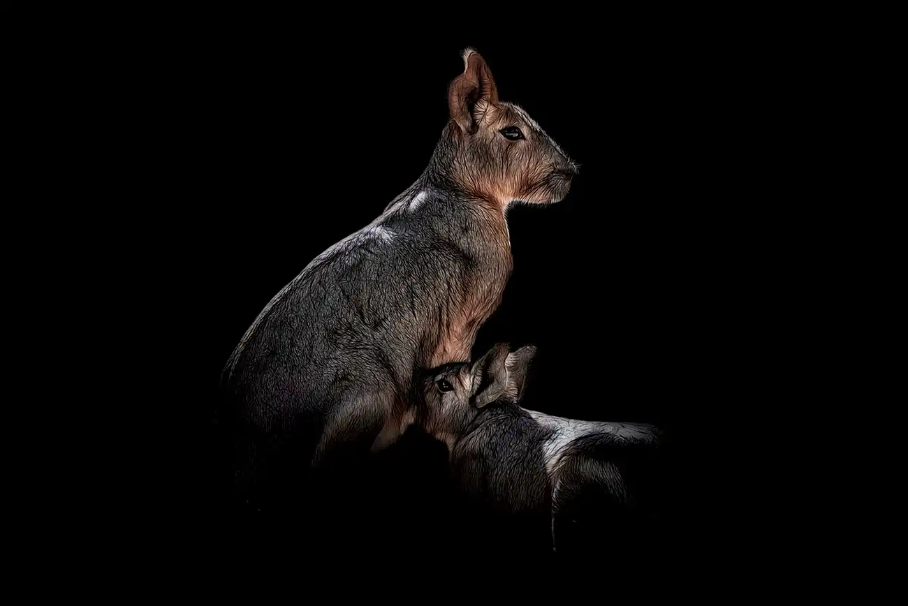 Fine-art portrait of Patagonian mara
