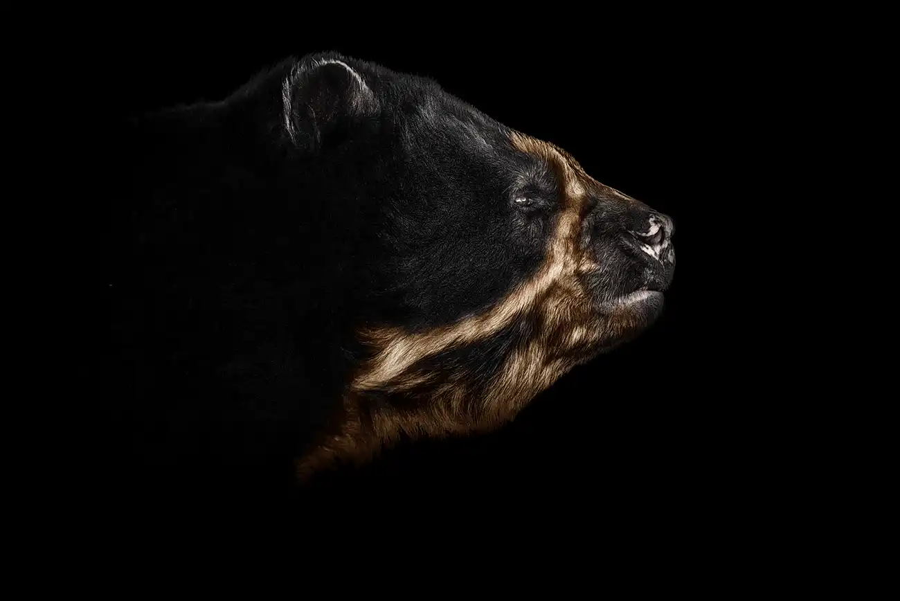 Fine-art portrait of Andean bear