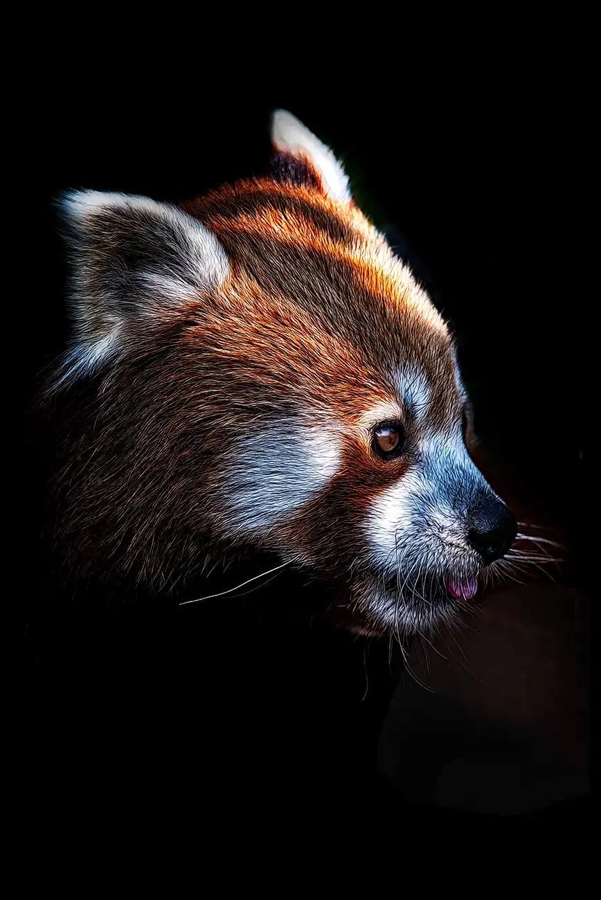 Fine-art portrait of Red panda