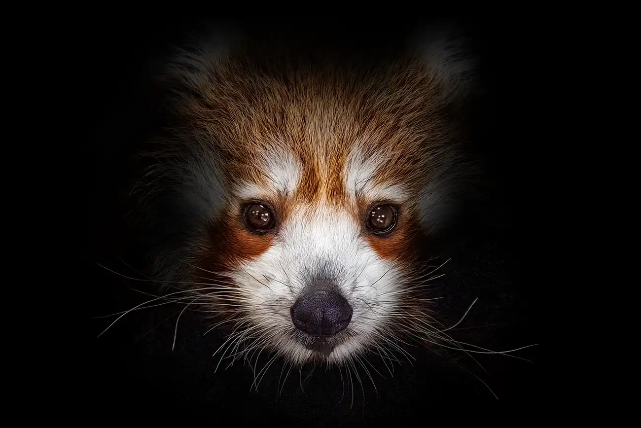 Fine-art portrait of Red panda