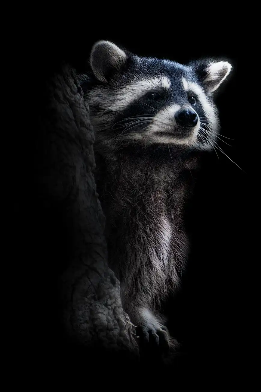 Fine-art portrait of Raccoon