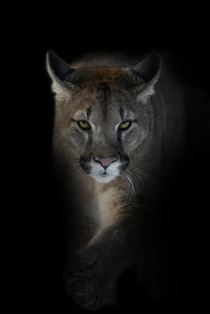 Fine-art portrait of Puma