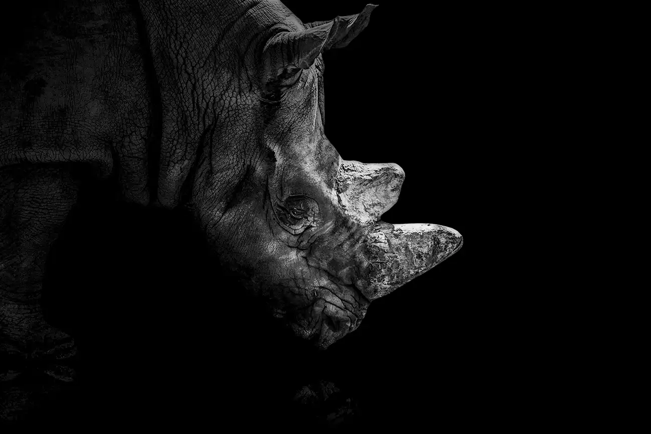 Fine-art portrait of Black rhinoceros