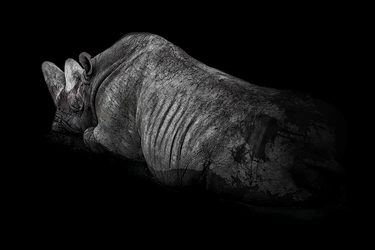 Fine-art portrait of Black rhinoceros